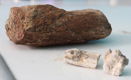 Hallan restos de "elefante" con más de 10 mil años de antigüedad en Oaxaca