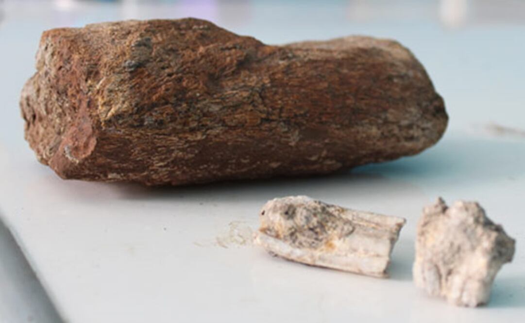 Los fragmentos encontrados pertenecen a un animal prehistórico, señalaron las autoridades. Foto: Agencia informativa Conacyt