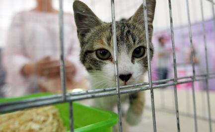 En CDMX abandonan a 7 de cada 10 mascotas regaladas en fiestas decembrinas 