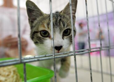 En CDMX abandonan a 7 de cada 10 mascotas regaladas en fiestas decembrinas