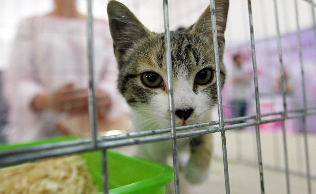 Foto: Archivo / EL UNIVERSAL