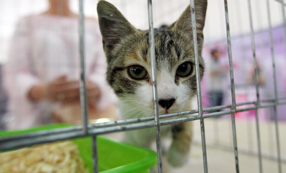 Foto: Archivo / EL UNIVERSAL