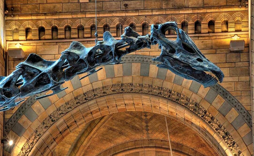 Quarantining can be tough but it doesn’t mean you can’t explore the world’s museums and art galleries - Photo: Taken from the Natural History Museum 