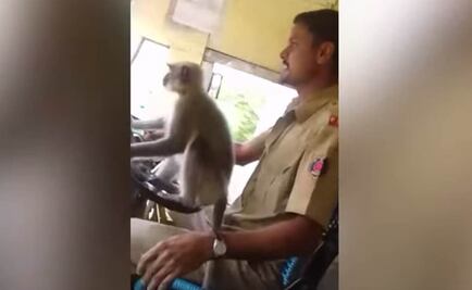 India suspende a chofer de bus... por dejar "manejar" a un mono