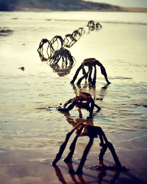 Aloe Vera Ferox, la planta marina que causó pánico en redes sociales por parecer extraterrestre