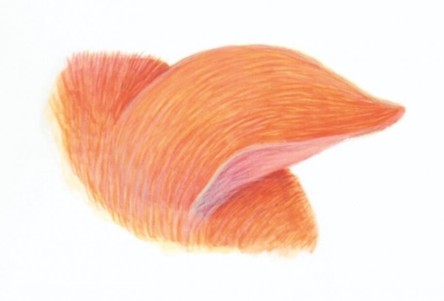 Estas son las razones por las cuales tu gato se puede quedar sordo