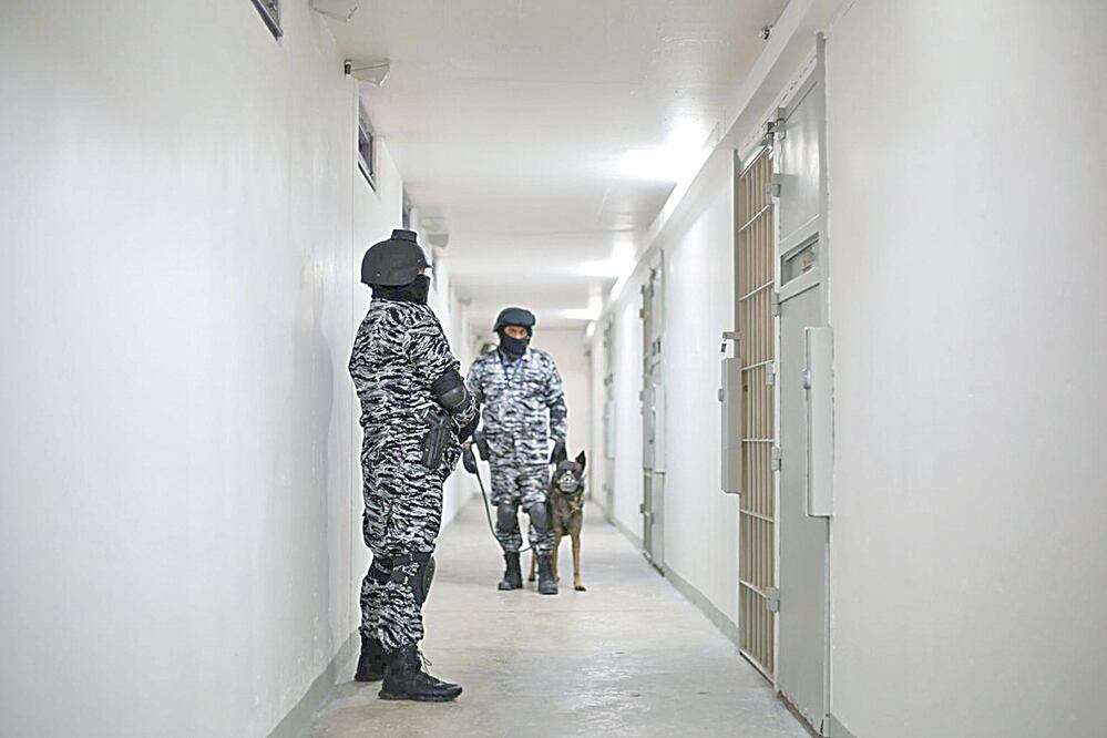 Lo cuidan con perros “huele-chapo”