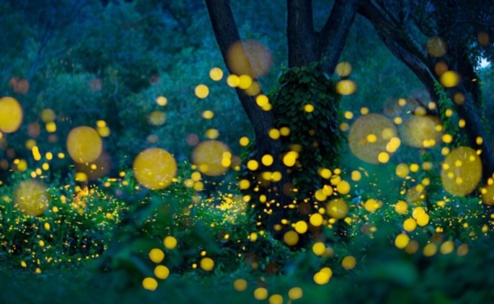 Si vas al Santuario de las Luciérnagas, NO hagas esto