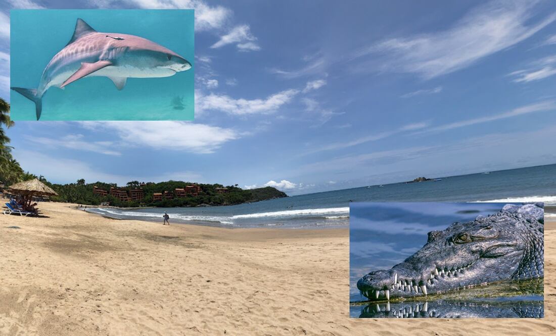 Las autoridades locales aún no determinan si se trató de un tiburón o un cocodrilo, aunque circulan ambas versiones Foto: Especial