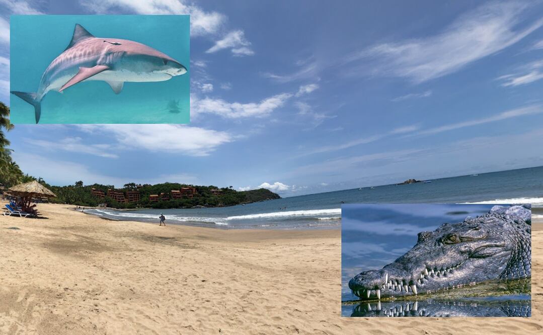 Las autoridades locales aún no determinan si se trató de un tiburón o un cocodrilo, aunque circulan ambas versiones Foto: Especial