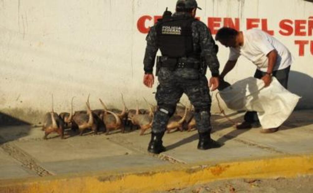 Aseguran en Guerrero 180 ejemplares de vida silvestre