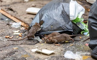 Roedores han mutado y son más resistentes a pesticidas en NY; estudio revela alteración específica en uno de sus genes