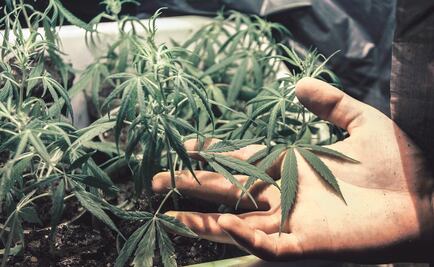 Diputados inician debate sobre uso lúdico de la marihuana