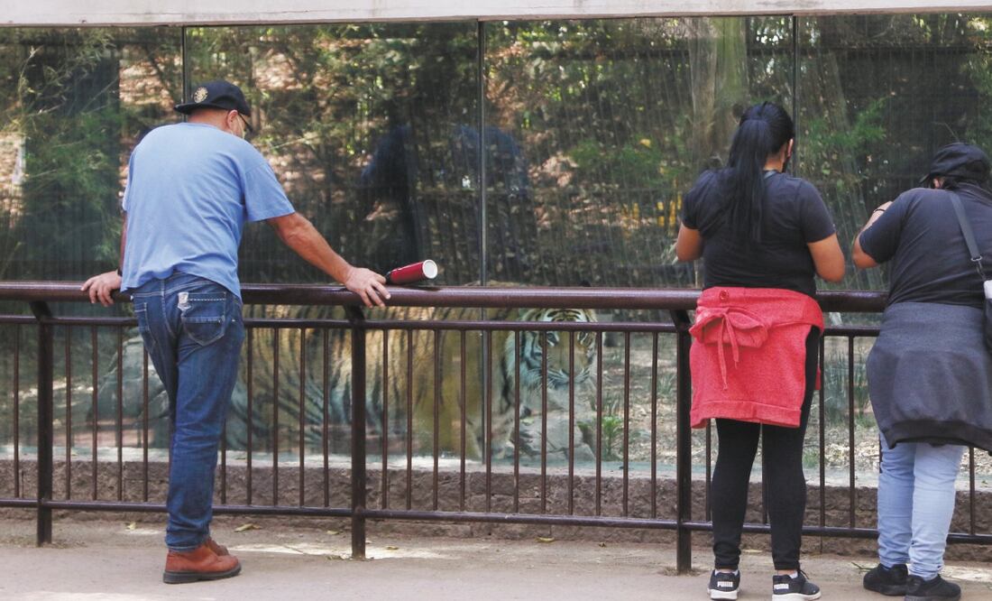 Por seguridad, los visitantes del Zoológico de Chapultepec sólo pueden permanecer 90 minutos en el lugar. Foto: CARLOS MEJÍA. EL UNIVERSAL