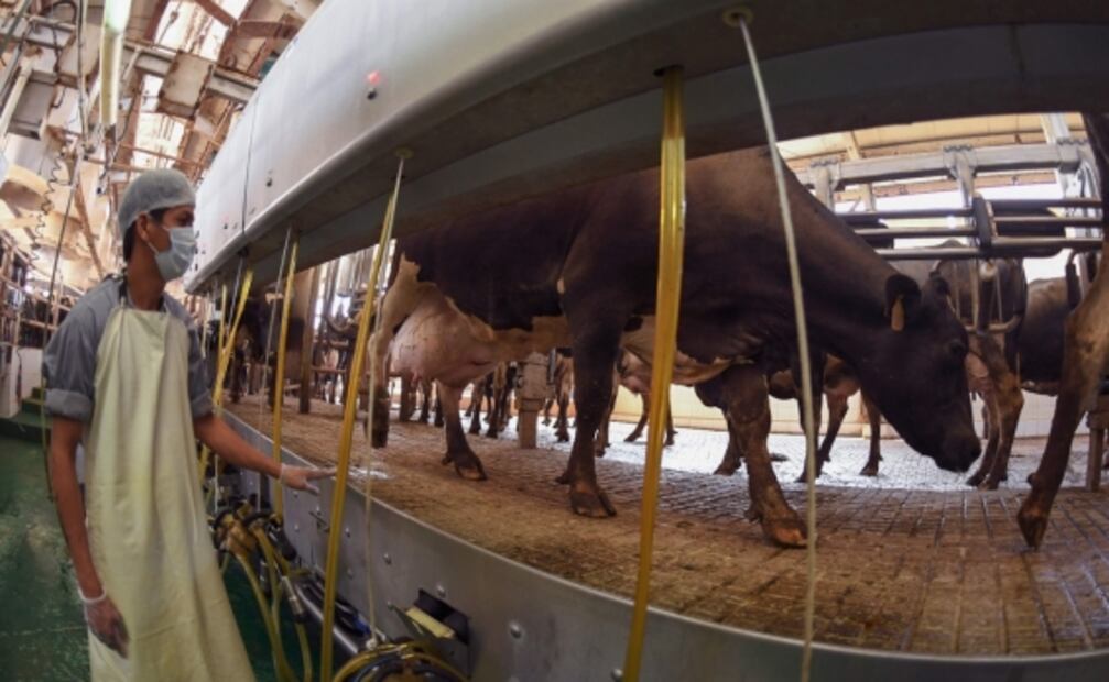 Agricultura a prueba de sequías y cambio climático, la apuesta de los Emiratos para revolucionar su cultivo