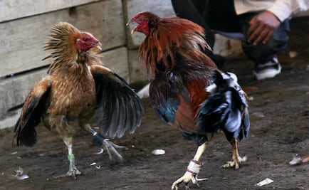 ¿Quiénes son los diputados que apoyan las peleas de gallos en Veracruz?