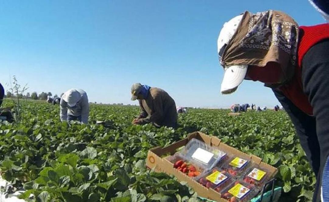 San Quintín laborers demand that agreements are fulfilled