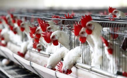 Sacrifican en Jalisco más de 151 mil gallinas por gripe aviar