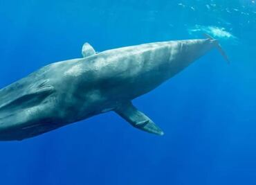 Los inesperados hallazgos de los sensores de bombas nucleares en el fondo del océano