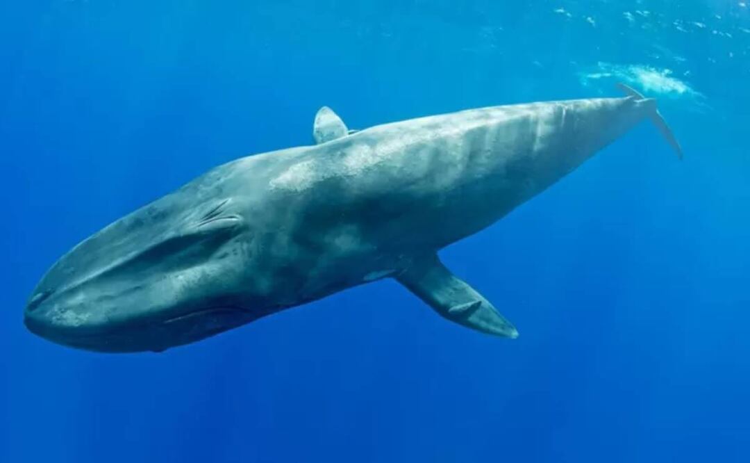 Saber que existe una nueva población de ballenas azules pigmeas es una buena noticia para su conservación. Foto: BBC