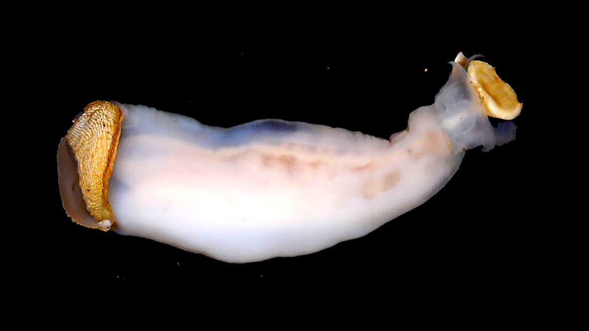 Aunque para los científicos el animal es totalmente nuevo, los habitantes locales en Filipinas no solo lo conocen sino que lo comen. Foto: Cortesía