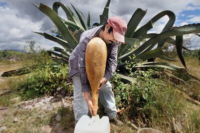 Bacterias del pulque equilibran flora intestinal