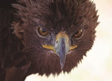 Águila real. Al rescate de un símbolo