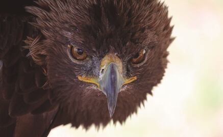 Águila real. Al rescate de un símbolo