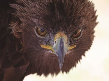 Águila real. Al rescate de un símbolo