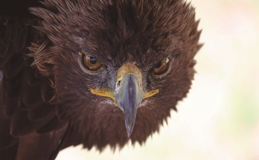 De acuerdo con especialistas, en México el estatus del águila real se encuentra amenazado; aseguran que en Estados Unidos y Canadá hay bastantes ejemplares. (LUIS FELIPE LOZANO)