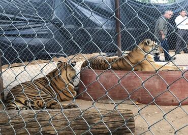 Tigre muerde a niña en la cabeza, en Hermosillo