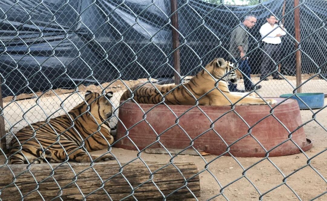 Foto: Amalia Escobar/ EL UNIVERSAL