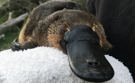 El ornitorrinco al borde de la extinción por culpa del cambio climático