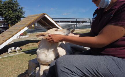 Rescatan a 188 perros durante cuarentena en ciudad de Puebla