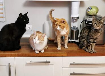 Día Internacional del Gato: ¿Por qué se celebra tres veces al año?