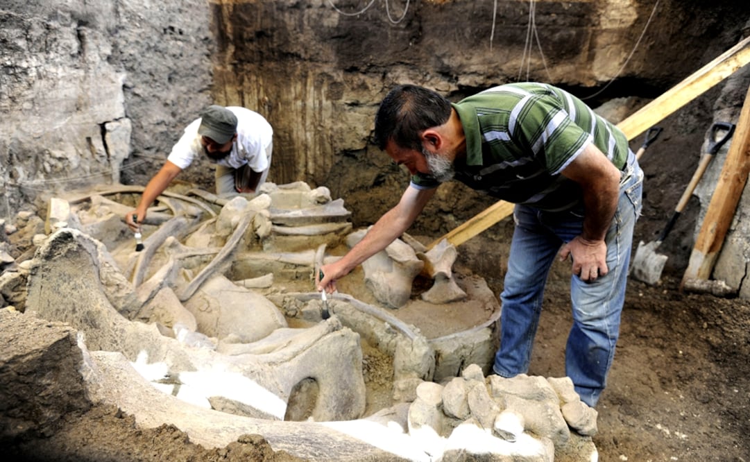 INAH archeologists work to recover the remains of a mammoth in the Tultepec municipality of the State of Mexico on May 17, 2016 - Photo: File photo/CUARTOSCURO.COM