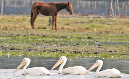 Rescata Profepa en Guerrero a 5 animales