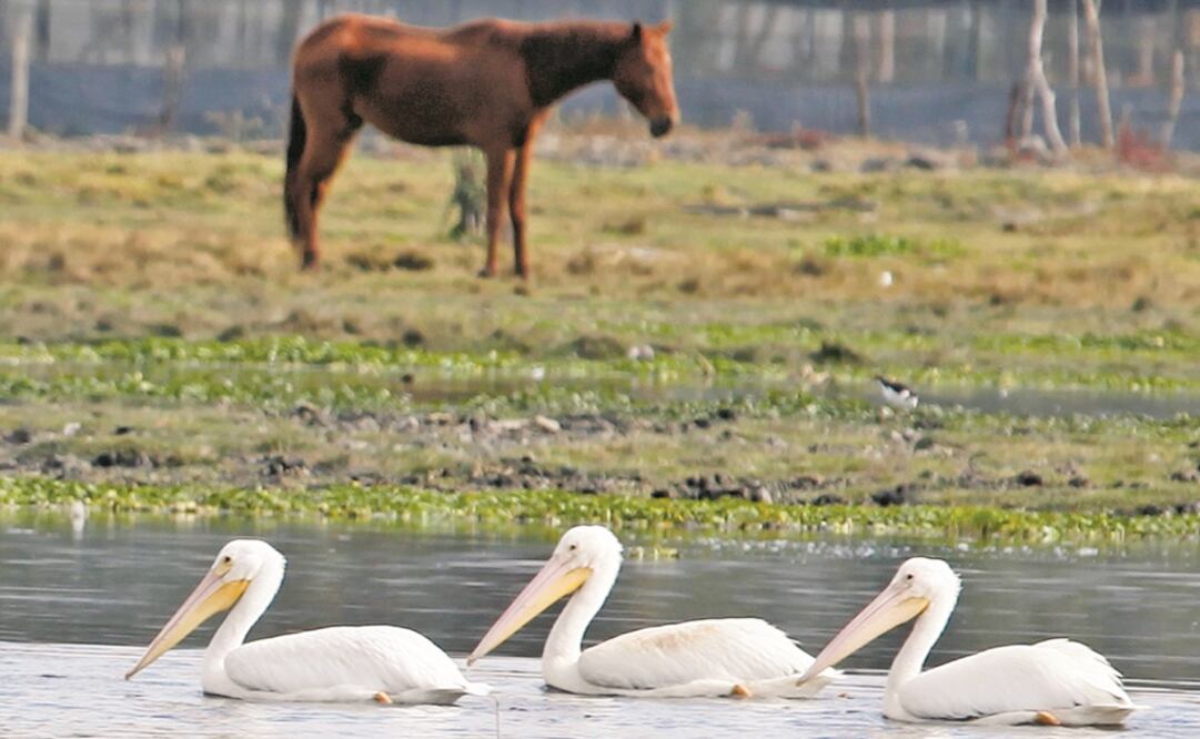 Devolución La Profepa atendió a un pelicano herido de una pata en Playa del Carmen. Fue liberado en la Laguna Negra de Puerto Marqués. Foto: ARCHIVO EL UNIVERSAL