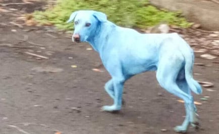 Perros azules son vistos caminando en las calles de Nueva Bombay