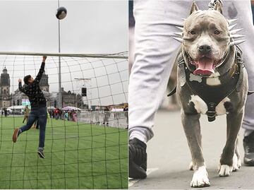 Niño sufre feroz ataque de perro al entrar a robar en una cancha de futbol