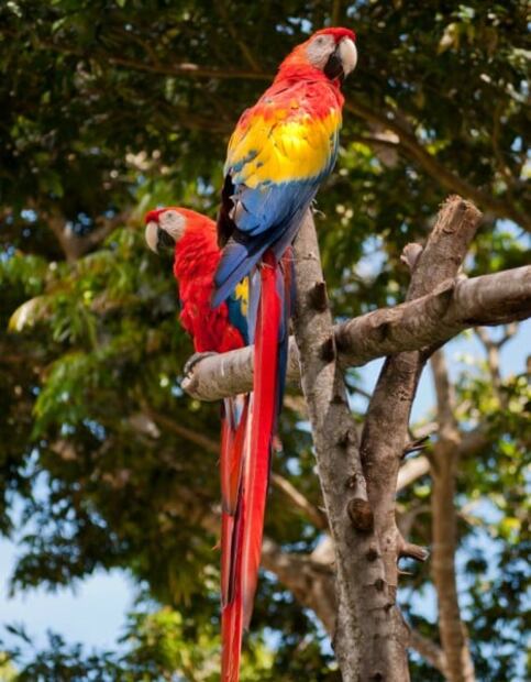 7 increíbles animales que están en peligro de extinción y habitan en México 