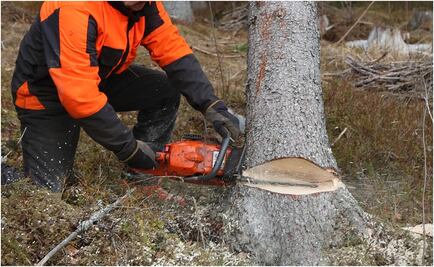 Fibra Uno plantará tres árboles por cada árbol removido en Mítikah