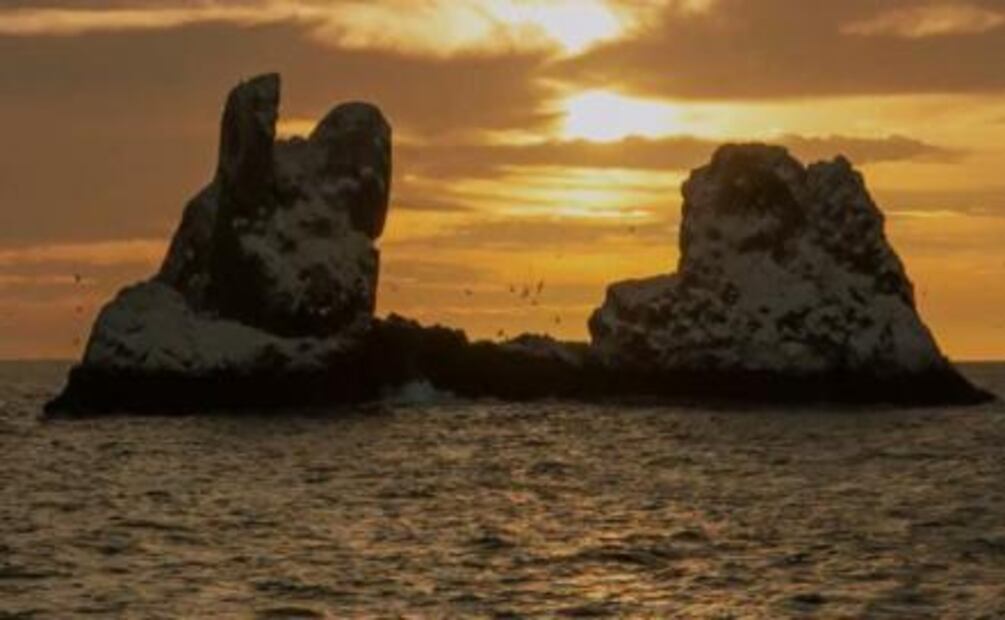 “Revillagigedo: Galápagos de Norteamérica”