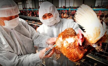 ¿Qué es el virus H7N3 y cuáles son sus consecuencias?