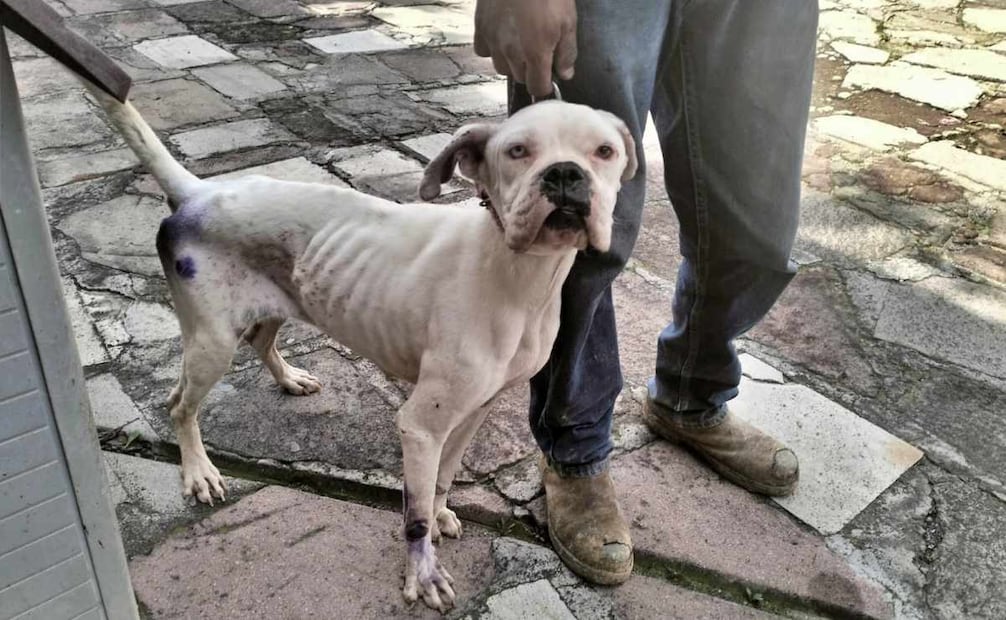 Bienestar animal en el Estado de México. Foto: Especial