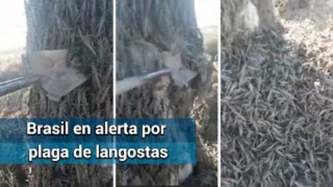 Emergencia sanitaria en Brasil por amenaza de plaga de langostas