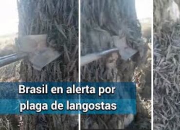 Emergencia sanitaria en Brasil por amenaza de plaga de langostas