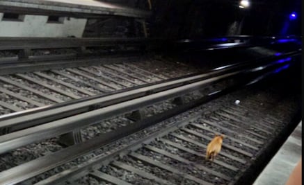 Rescatan a perrito de vías de la Línea 2 del Metro; genera retraso de trenes, informa STC
