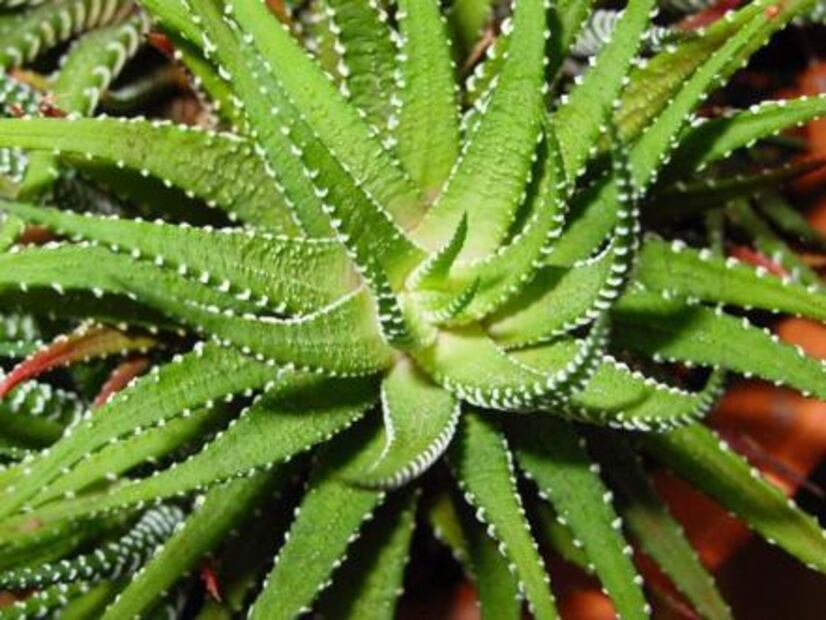 ¿Conoces todos los beneficios del aloe vera?