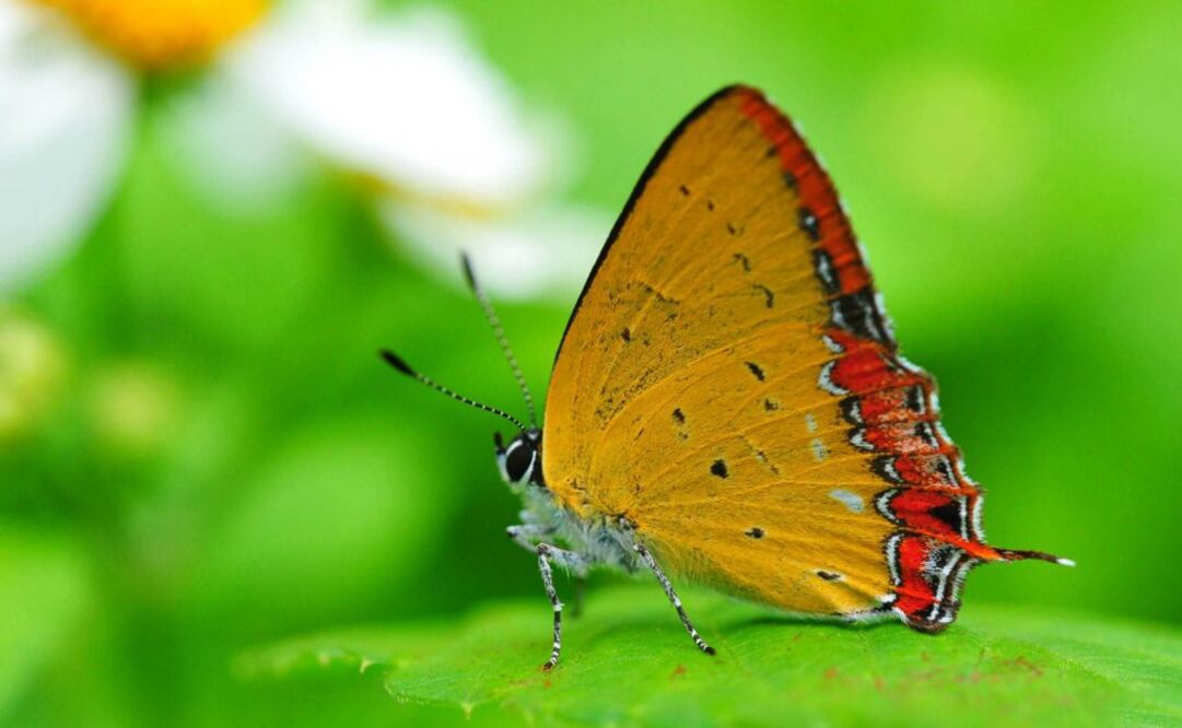 Para desarrollar el proyecto se aplicaron 378 encuestas electrónicas a alumnos de primaria de entre nueve y 13 años